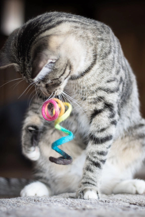 Cat Toy Spring