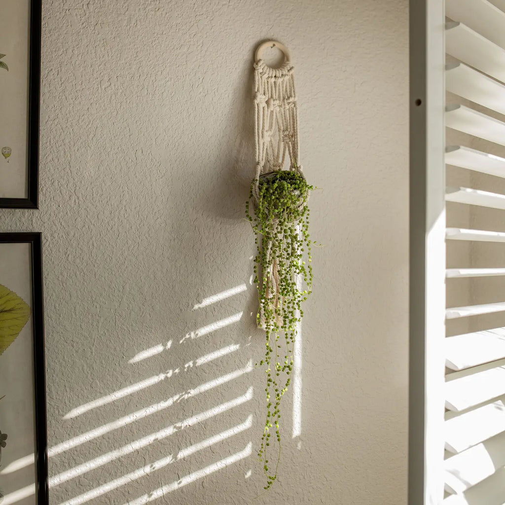 Macrame - "Cleo" Plant Hanger